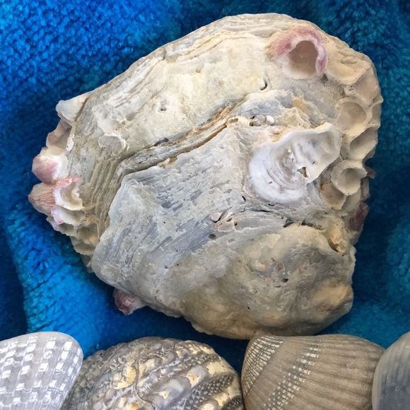 Bring the beach to your home with this collection - Picture 5 of 8